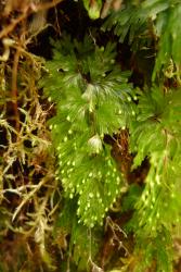 Hymenophyllum flabellatum. Fertile frond showing red-brown, unwinged rachis, and sori with entire ovate indusial flaps.  
 Image: L.R. Perrie © Leon Perrie 2014 CC BY-NC 3.0 NZ